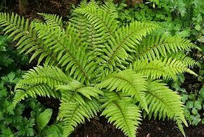 Impacchi per il trattamento delle vene varicose