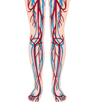 Posizione delle vene e delle arterie nelle gambe